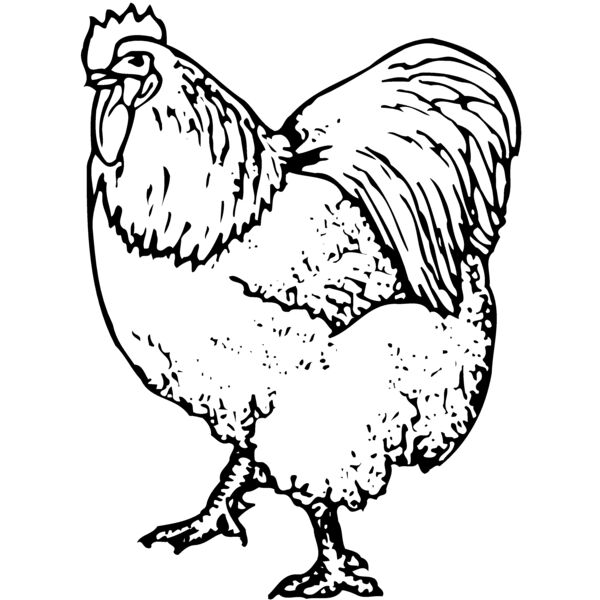 CHICK003 Thumbnail